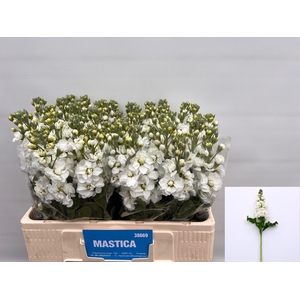 MATTH AIDA WHITE