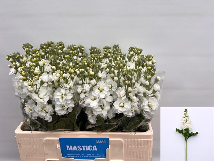 <h4>MATTH AIDA WHITE</h4>