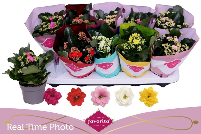 <h4>KAL GE PERF GEM 5 KL</h4>