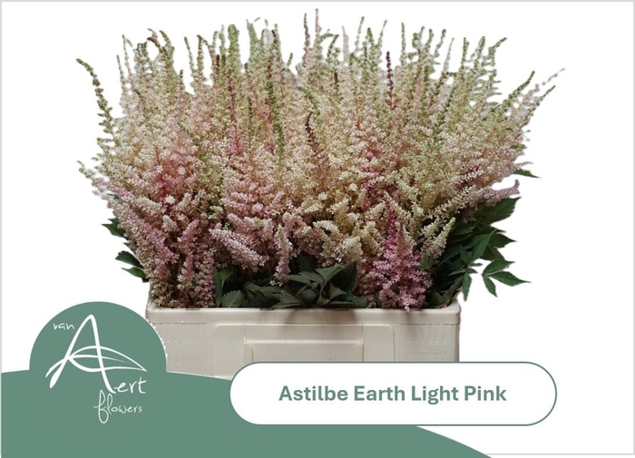 <h4>ASTIL AR EART L PINK</h4>