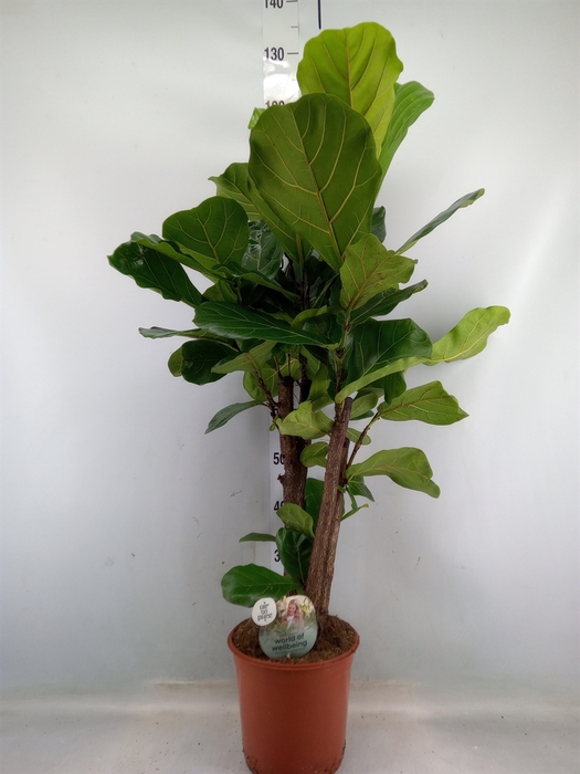 <h4>Ficus lyrata</h4>