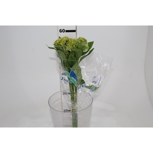 CEL. BOMBAY GREEN 060 CM VERDE