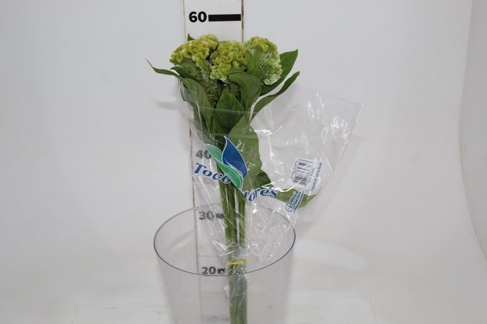 CEL. BOMBAY GREEN 060 CM VERDE