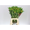 Asclepias Silky Gold