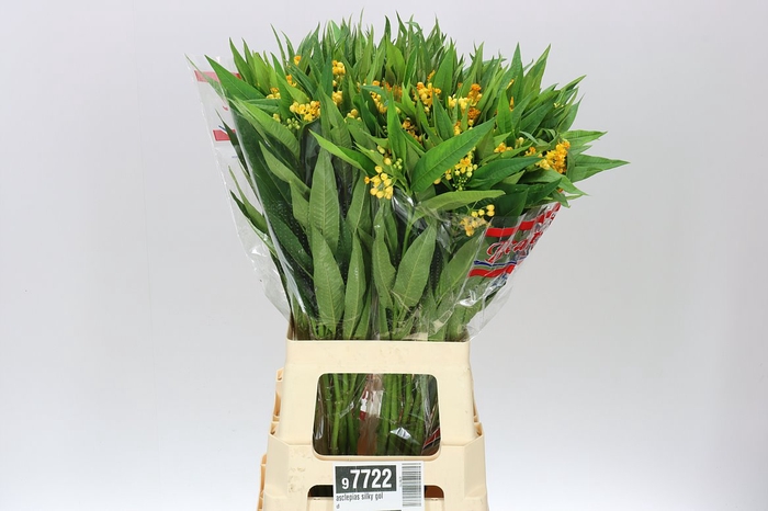 <h4>Asclepias Silky Gold</h4>