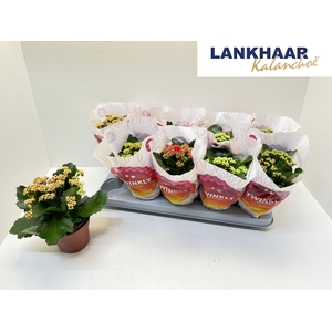 KAL GE PERF GEM 5 KL