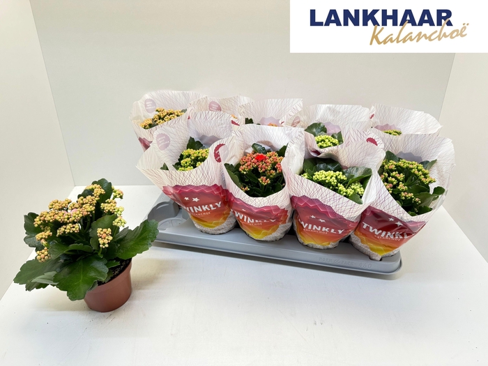 <h4>KAL GE PERF GEM 5 KL</h4>