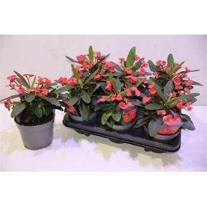 arr8 Euphor Mi Maxi Olymp