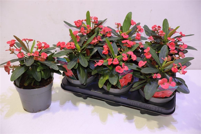 <h4>arr8 Euphor Mi Maxi Olymp</h4>