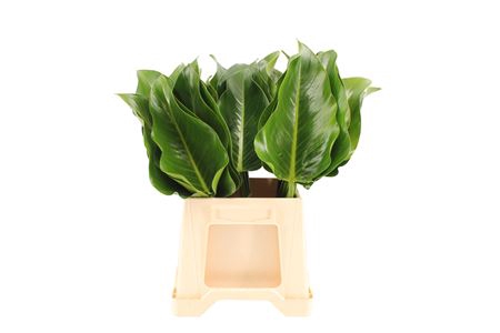 Philodendron Green Beauty