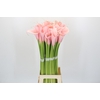 Zantedeschia Eydolls Pink