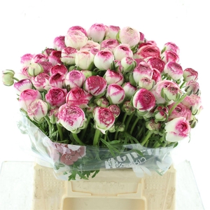 Ran El White Sfumato N L