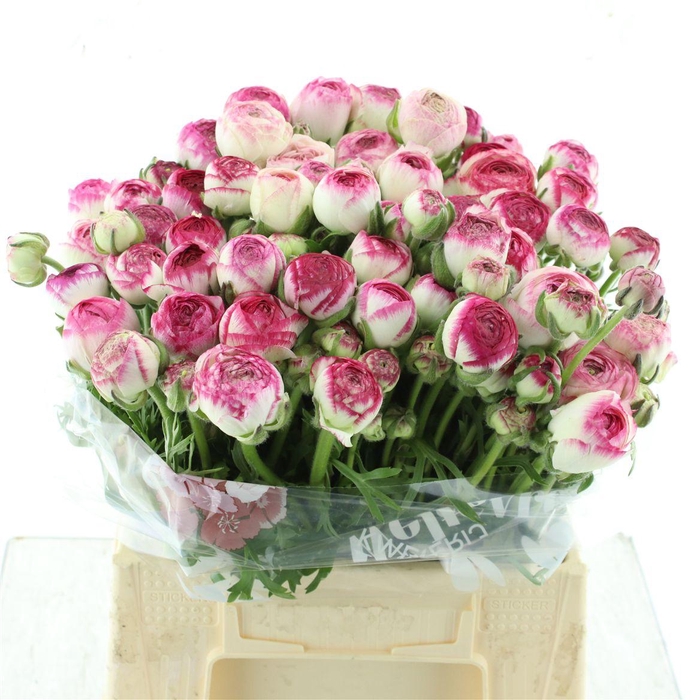 <h4>Ran El White Sfumato N L</h4>