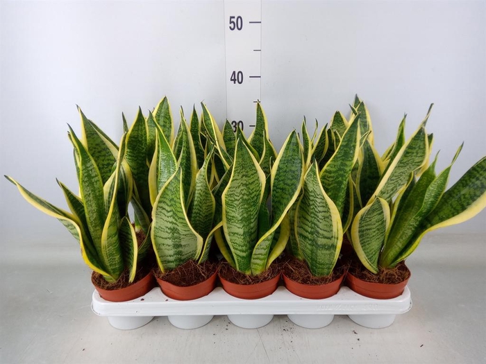 <h4>Sansevieria trifa. 'Futura Superba'</h4>