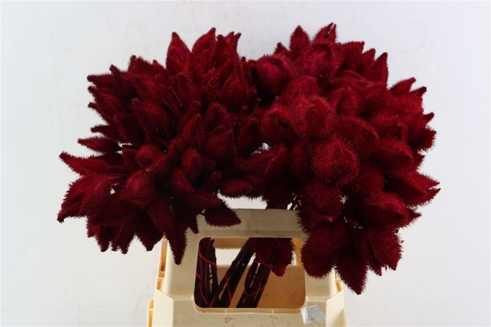 <h4>Bixa Painted Red</h4>