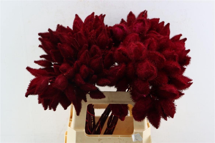 <h4>Bixa Painted Red Xl</h4>