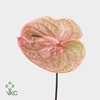 Anthurium Cognac