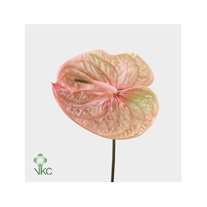 ANTHURIUM A COGNAC