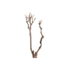 Syringa Branch Super Brahms