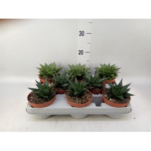 Aloe   ...mix