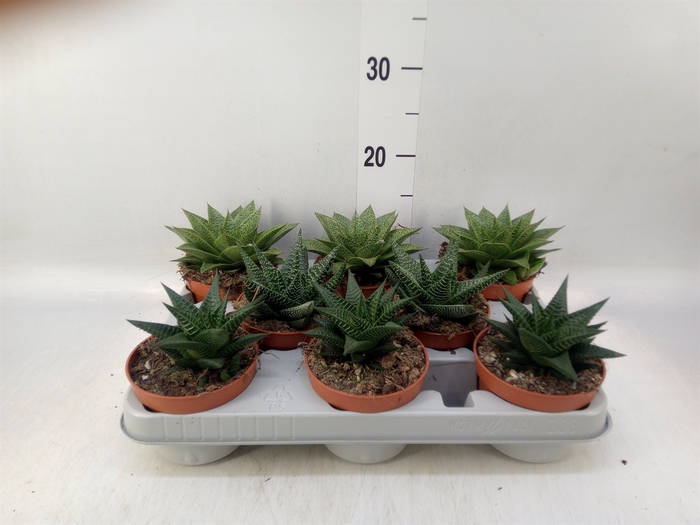 <h4>Aloe   ...mix</h4>