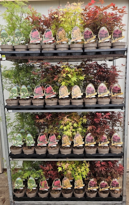 <h4>Acer palmatum</h4>