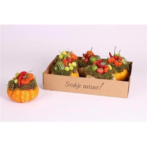Cucurbita