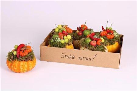 <h4>Cucurbita Arrangement</h4>