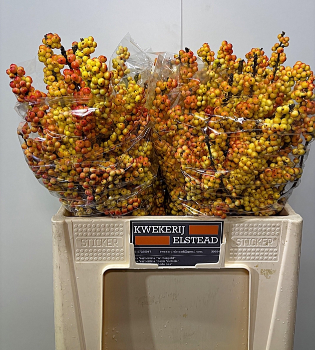 <h4>ILEX ILEXIA VICTORIA</h4>