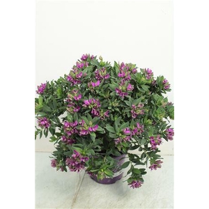 Polygala Myrtifolia Bush