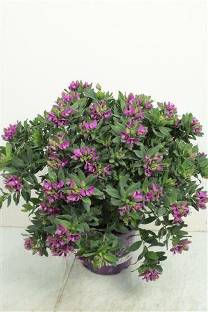 <h4>Polygala Myrtifolia Bush</h4>