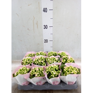Kalanchoe   ...mini