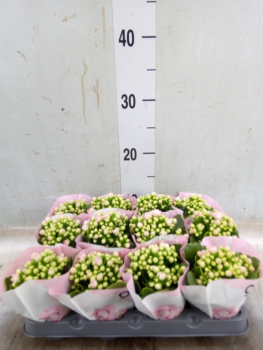<h4>Kalanchoe   ...mini</h4>