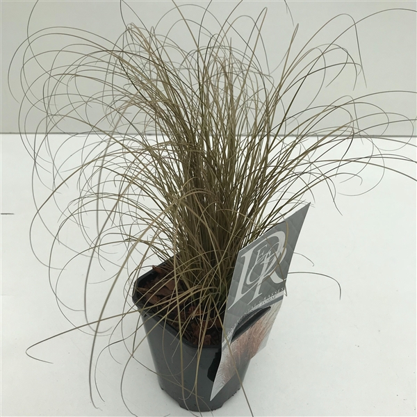 <h4>Carex 'Bronze Form'</h4>