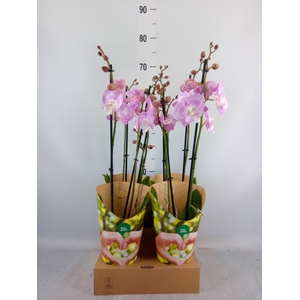 Phalaenopsis   ...rose