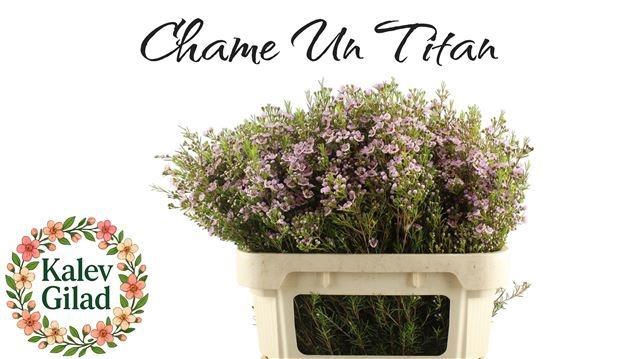 <h4>CHAME UN TITAN</h4>