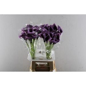 Zant Overig Violet L 70