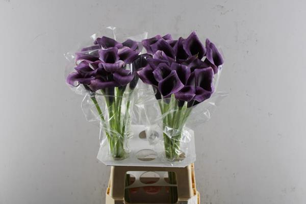 <h4>Zant Overig Violet L 70</h4>