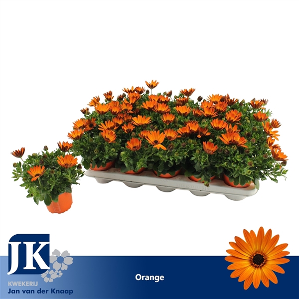 <h4>Osteospermum Oranje TST</h4>