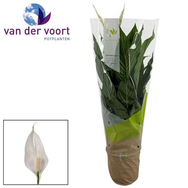 <h4>Spathiphyllum Vivaldi - 17 cm Ultimo</h4>