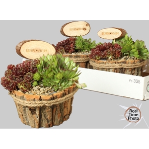 ARR SEMPERVIVUM