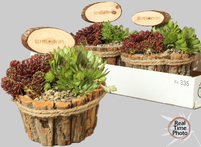 <h4>ARR SEMPERVIVUM</h4>