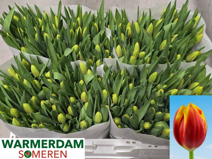 <h4>TU EN DOW JONES</h4>