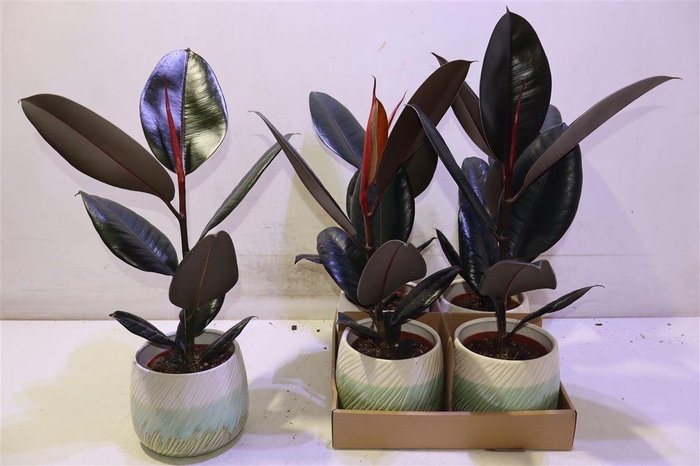 <h4>arr8 Arr Fic El Abidjan In Keramiek</h4>