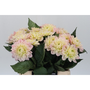 Dahlia Dianas Memory
