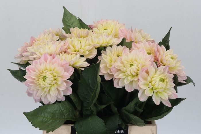 <h4>Dahlia Dianas Memory</h4>