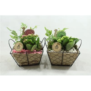 4153 MAND GAAS + JUTE