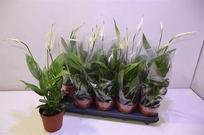 <h4>arr8 Spath Alana</h4>