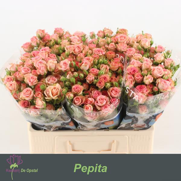 <h4>R Tr Pepita Opstal</h4>
