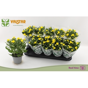 CHRYS DA VINCI YELLO